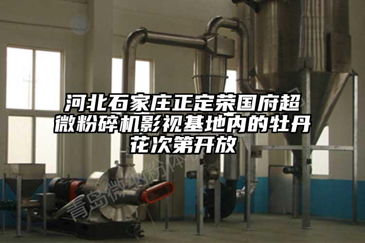 河北石家庄正定荣国府芭乐视频在线观看在线下载影视基地内的牡丹花次第开放