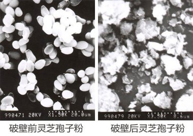 操作简便等芭乐视频APP下载黄色污众多优点