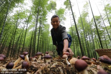 又带动山区农芭乐视频APP下载黄色污民增收致富