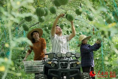 品质和产量芭乐视频在线观看在线下载得到提高