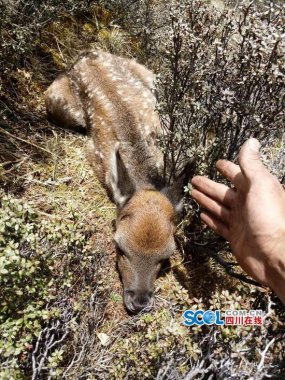 与鹿群不芭乐视频在线观看在线下载期而遇